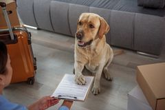 dog pawn