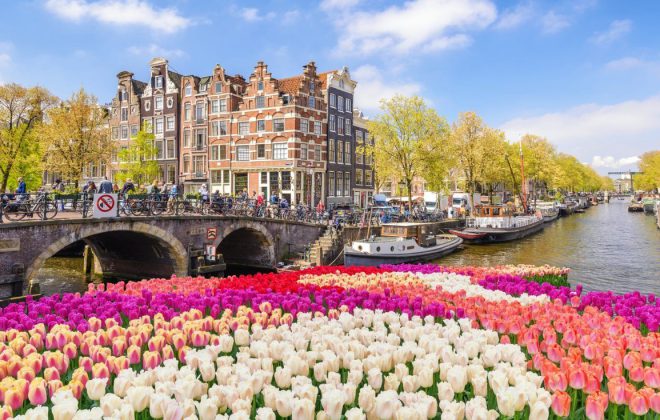 tulpe in Nederland