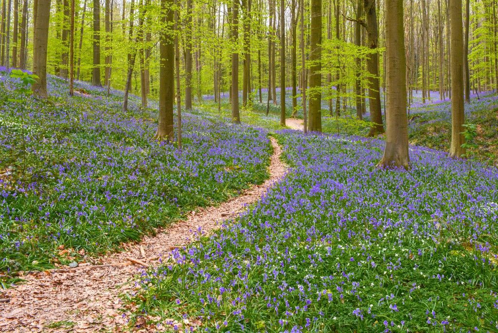 Hallerbos Gardens Brussels, Belgium