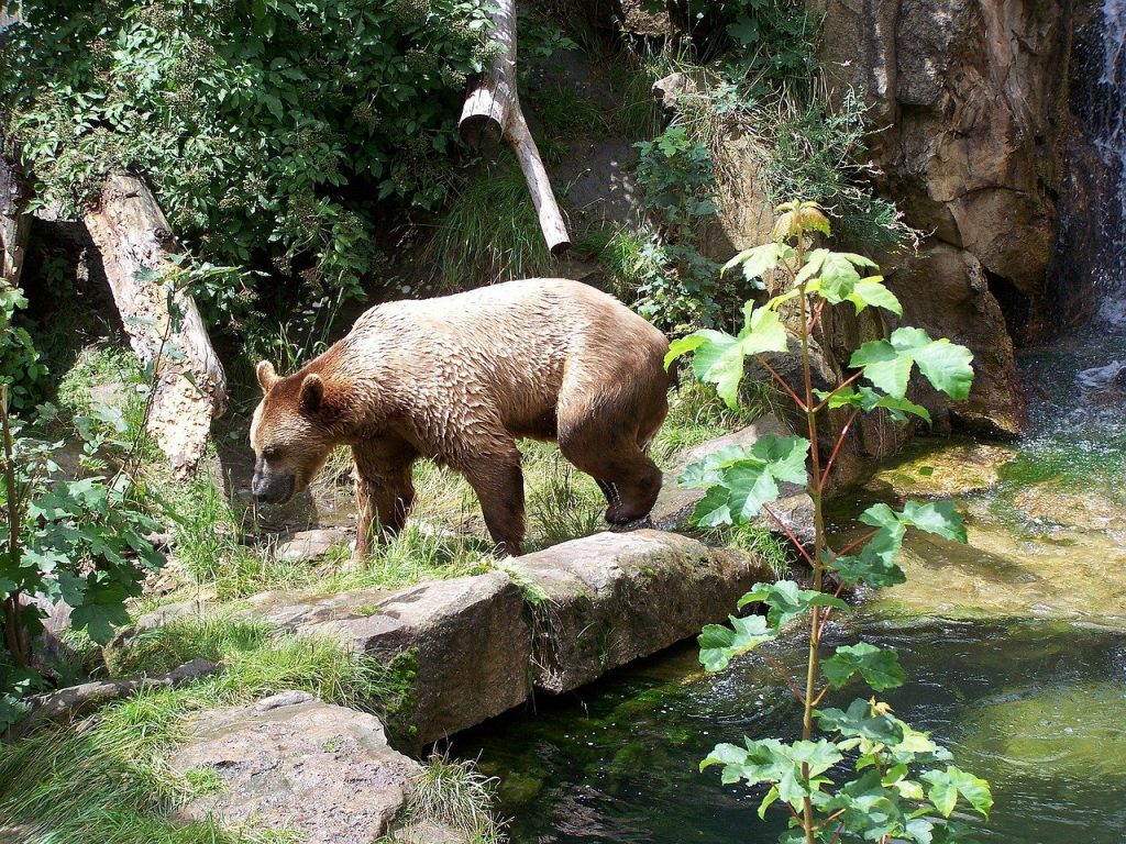 Medvěd v alpské zoo v Innsbrucku