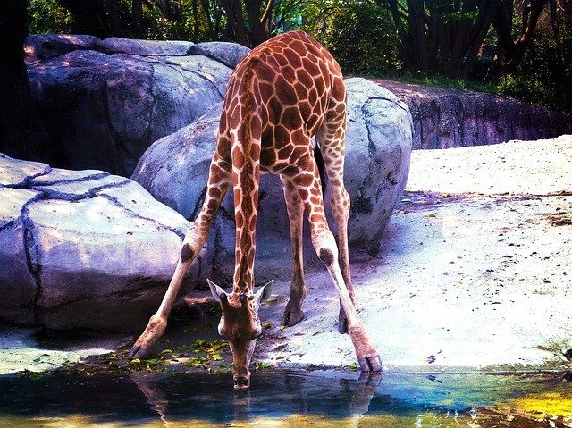 žirafa pitná voda v La Palmyre Zoo v Les Mathes, Francie