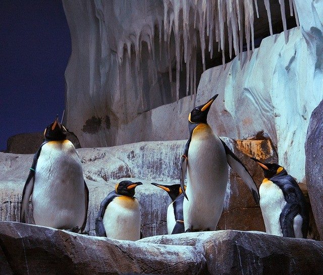 Hagenbeck Tierpark Penguin v Hamburku