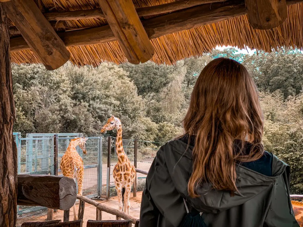 10 ヨーロッパで子供と一緒に訪れるのに最適な動物園 電車を保存