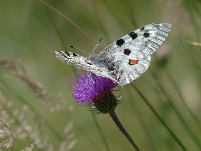 Amazing Butterfly in Fisser Hofe, Austria