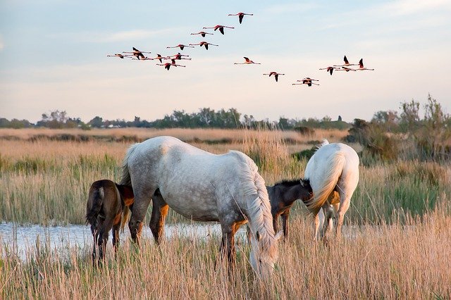 Wildlife Horse Destination In The Camargue, France