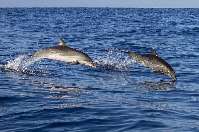 Dolphins in Italy jumping over water