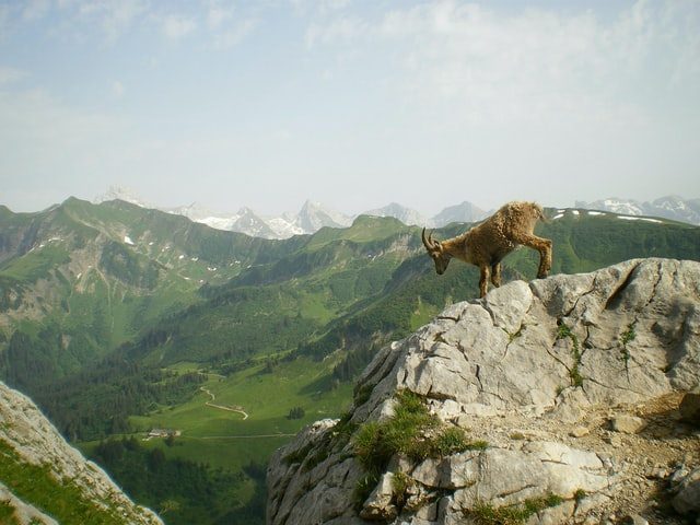12 Unique Animals To See In Europe | Save A Train 12 Unique Animals To See In Europe | Save A Train