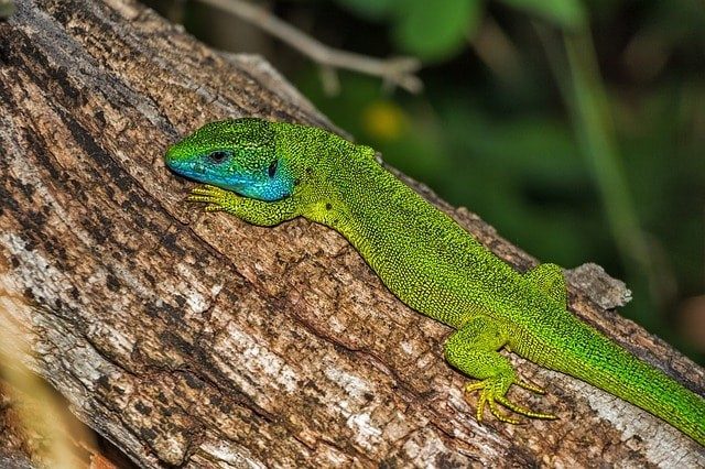 the gorgeous European Green Lizard