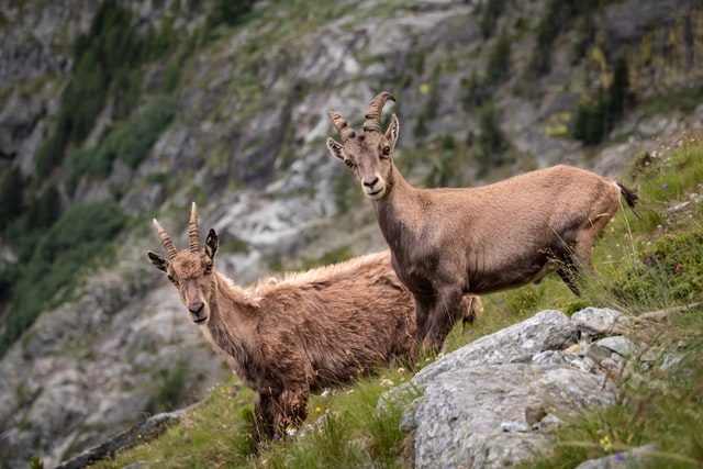 Mountain Alpine Ibex
