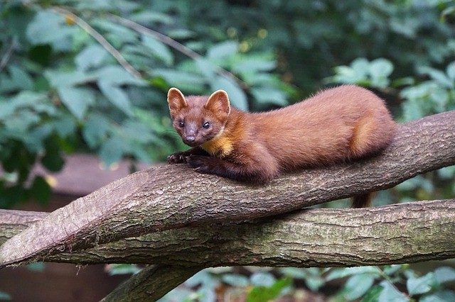 12 Unique Animals To See In Europe | Save A Train 12 Unique Animals To See In Europe | Save A Train