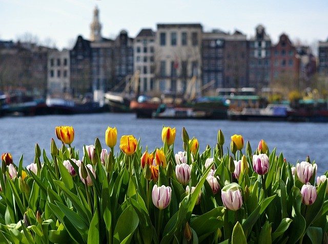 Tulips By the canal in Amsterdam-Noord