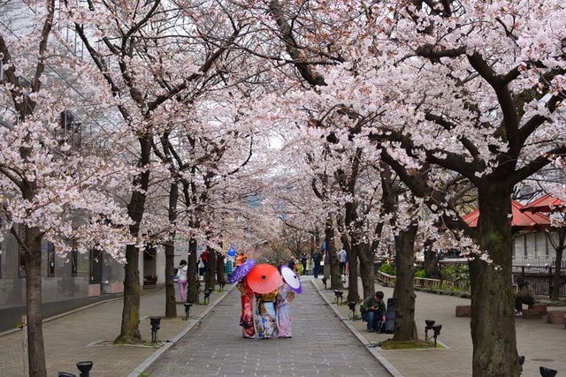 Cherry Blossom In Japan