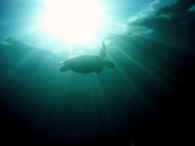 A Turtle In The Sea