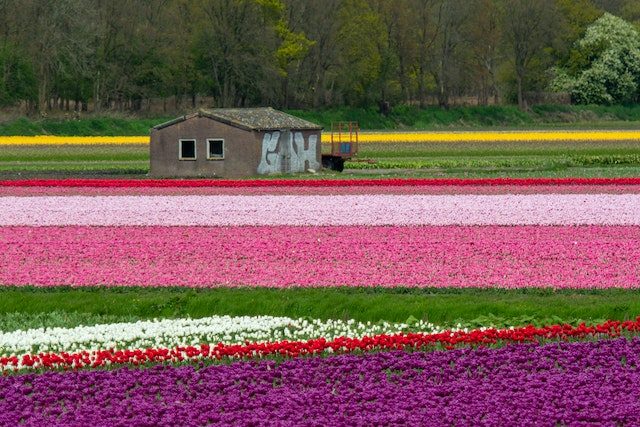 The Tulip Fields In The Netherlands